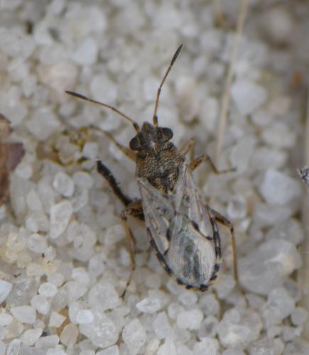 Réf. 285 781 : Nysius sp.
